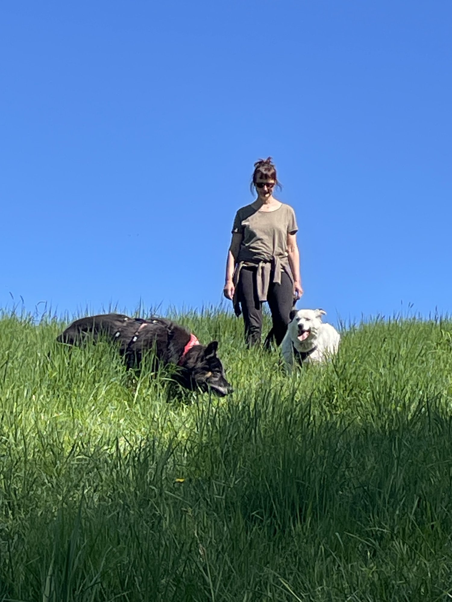 Katharina Stier steht auf einer Wiesenanhöhe unter blauem Himmel, vor ihr im hohen Gras zwei Hunde — links ein Schäferhund, der schnüffelt, rechts ein weißer Hund, der zu ihr aufblickt.